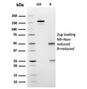 SDS-PAGE analysis of purified, BSA-free SERBP1 antibody (clone SERBP1/3498) as confirmation of integrity and purity.
