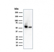 Western blot testing of human 1) K562 and 2) PC-3 cell lysate with SERBP1 antibody. Predicted molecular weight ~45 kDa but observed at 45-60 kDa.