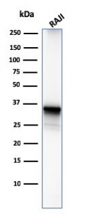 Western blot testing of human Raji lysate with CD20 antibody (clone MS4A1/3411). Predicted molecular weight ~33 kDa.