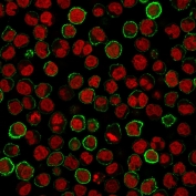 Immunofluorescence staining of human Raji cells with CD20 antibody (green, clone MS4A1/3411) and Reddot nuclear stain (red).