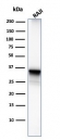 Western blot testing of human Raji lysate with CD20 antibody (clone MS4A1/3411). Predicted molecular weight ~33 kDa.