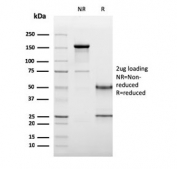 SDS-PAGE analysis of purified, BSA-free CD19 antibody (clone CD19/3117) as confirmation of integrity and purity.