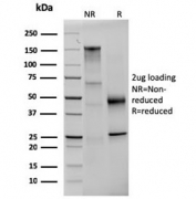 SDS-PAGE analysis of purified, BSA-free Prolactin antibody (clone PRL/2642) as confirmation of integrity and purity.