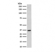 Western blot testing of human HeLa cell lysate with Thymidylate Synthase antibody (clone TYSY9-2). Predicted molecular weight ~36 kDa.