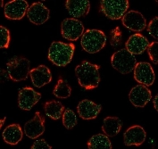 Immunofluorescent staining of PFA-fixed human Ramos cells with Thymidylate Synthase antibody cocktail (green, clone TYSY9-2) and Phalloidin (red).