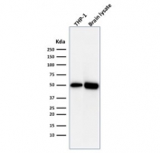 Western blot testing of human ThP1 and brain lysate with ATG5 antibody (clone ATG5/2492). Predicted molecular weight ATG5: ~32 kDa; ATG5/ATG12 heterodimer: ~56 kDa.