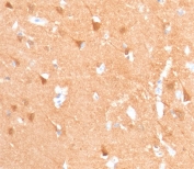 IHC staining of FFPE human cerebellum with recombinant UchL1 antibody (clone rUBCE-L1). Required HIER: boil tissue sections in pH 9 10mM Tris with 1mM EDTA for 10-20 min followed by cooling at RT for 20 min.