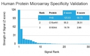 Analysis of HuProt(TM) microarray containing more than 19,000 full-length human proteins using PHB antibody (clone PHB/3229). These results demonstrate the foremost specificity of the PHB/3229 mAb. Z- and S- score: The Z-score represents the strength of a signal that an antibody (in combination with a fluorescently-tagged anti-IgG secondary Ab) produces when binding to a particular protein on the HuProt(TM) array. Z-scores are described in units of standard deviations (SD's) above the mean value of all signals generated on that array. If the targets on the HuProt(TM) are arranged in descending order of the Z-score, the S-score is the difference (also in units of SD's) between the Z-scores. The S-score therefore represents the relative target specificity of an Ab to its intended target.