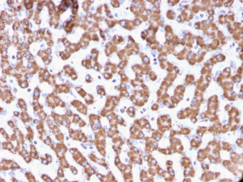 IHC testing of FFPE human liver tissue with PHB antibody (clone PHB/3229). Required HIER: boil tissue sections in pH6, 10mM citrate buffer, for 10-20 min followed by cooling at RT for 20 min.~
