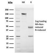 SDS-PAGE analysis of purified, BSA-free PHB antibody (clone PHB/3229) as confirmation of integrity and purity.