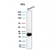 Western blot testing of human Ramos cell lysate with PHB antibody (clone PHB/3229). Expected molecular weight ~30 kDa.