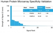 Analysis of HuProt(TM) microarray containing more than 19,000 full-length human proteins using Prohibitin antibody (clone PHB/3230). These results demonstrate the foremost specificity of the PHB/3230 mAb. Z- and S- score: The Z-score represents the strength of a signal that an antibody (in combination with a fluorescently-tagged anti-IgG secondary Ab) produces when binding to a particular protein on the HuProt(TM) array. Z-scores are described in units of standard deviations (SD's) above the mean value of all signals generated on that array. If the targets on the HuProt(TM) are arranged in descending order of the Z-score, the S-score is the difference (also in units of SD's) between the Z-scores. The S-score therefore represents the relative target specificity of an Ab to its intended target.