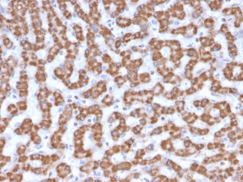 IHC testing of FFPE human liver tissue with Prohibitin antibody (clone PHB/3230). Required HIER: boil tissue sections in pH6, 10mM citrate buffer, for 10-20 min followed by cooling at RT for 20 min.~