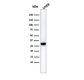 Western blot testing of human liver lysate with Prohibitin antibody (clone PHB/3230). Expected molecular weight ~30 kDa.