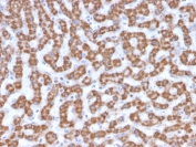 IHC testing of FFPE human liver tissue with Prohibitin antibody (clone PHB/3230). Required HIER: boil tissue sections in pH6, 10mM citrate buffer, for 10-20 min followed by cooling at RT for 20 min.