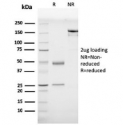 SDS-PAGE analysis of purified, BSA-free Prohibitin antibody (clone PHB/3230) as confirmation of integrity and purity.