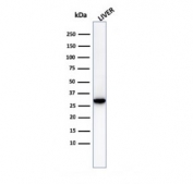 Western blot testing of human liver lysate with Prohibitin antibody (clone PHB/3230). Expected molecular weight ~30 kDa.