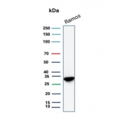 Western blot testing of human Ramos cell lysate with Prohibitin antibody (clone PHB/3230). Expected molecular weight ~30 kDa.