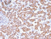 IHC testing of FFPE human liver tissue with Prohibitin antibody (clone PHB/3231). Required HIER: boil tissue sections in pH 9 10mM Tris with 1mM EDTA for 10-20 min followed by cooling at RT for 20 min.