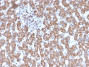 IHC testing of FFPE human liver tissue with Prohibitin antibody (clone PHB/3231). Required HIER: boil tissue sections in pH 9 10mM Tris with 1mM EDTA for 10-20 min followed by cooling at RT for 20 min.