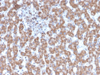 IHC testing of FFPE human liver tissue with Prohibitin antibody (clone PHB/3231). Required HIER: boil tissue sections in pH 9 10mM Tris with 1mM EDTA for 10-20 min followed by cooling at RT for 20 min.~