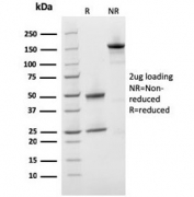 SDS-PAGE analysis of purified, BSA-free Prohibitin antibody (clone PHB/3231) as confirmation of integrity and purity.