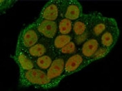 Immunofluorescent staining of PFA-fixed human HeLa cells with ANXA1 antibody (green, clone ANNX1-1) and Reddot nuclear stain (red).