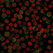 Immunofluorescence staining of human Raji cells with CD20 antibody (green, clone MS4A1/3409) and Reddot nuclear stain (red).