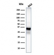 Western blot testing of human Raji lysate with CD20 antibody (clone MS4A1/3409). Predicted molecular weight ~33 kDa.