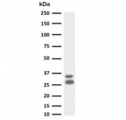 Western blot testing of human spleen lysate with Granzyme B antibody (clone GZB-1). Predicted molecular weight: 29-37 kDa.