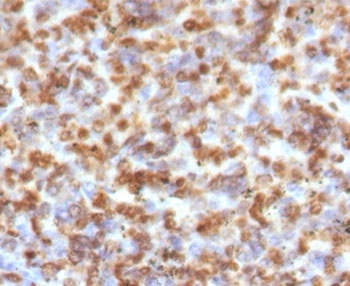 IHC staining of FFPE human spleen with Granzyme B antibody (clone GZB-1). HIER: boil tissue sections in pH 9 10mM Tris with 1mM EDTA for 10-20 min and allow to cool before testing.~