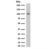 Western blot testing of human LNCaP cell lysate with FOLH1 antibody. Predicted molecular weight ~100 kDa.