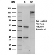 SDS-PAGE analysis of purified, BSA-free Prolactin antibody (clone PRL/2643) as confirmation of integrity and purity.