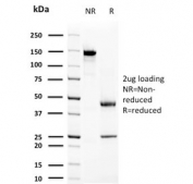 SDS-PAGE analysis of purified, BSA-free Prolactin antibody (clone PRL/2644) as confirmation of integrity and purity.