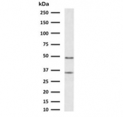 Western blot testing of human liver lysate with CTSD antibody (clone CTPD-1). 
