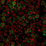 Immunofluorescence staining of human Raji cells with CD20 antibody (green, clone L26) and Reddot nuclear stain (red).
