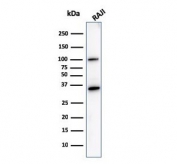 Western blot testing of human Raji lysate with CD20 antibody (clone L26). Predicted molecular weight ~33 kDa.