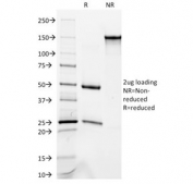 SDS-PAGE analysis of purified, BSA-free Occludin antibody (clone OCLN/2181) as confirmation of integrity and purity.