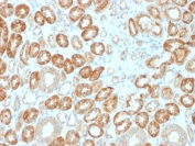 IHC staining of FFPE human kidney with Occludin antibody (clone OCLN/2183). HIER: boil tissue sections in pH 9 10mM Tris with 1mM EDTA for 10-20 min and allow to cool before testing.