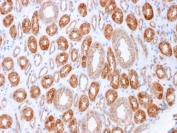 IHC staining of FFPE human kidney with Occludin antibody (clone OCLN/2183). HIER: boil tissue sections in pH 9 10mM Tris with 1mM EDTA for 10-20 min and allow to cool before testing.