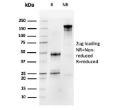 SDS-PAGE analysis of purified, BSA-free Occludin antibody (clone OCLN/2183) as confirmation of integrity and purity.
