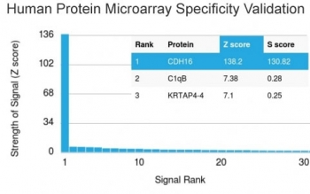 Analysis of HuProt(TM) microarray containing more than 19,000 full-length human proteins using CDH16 antibody (clone CDH16/2448). These results demonstrate the foremost specificity of the CDH16/2448 mAb.<BR>Z- and S- score: The Z-score represents the strength of a signal that an antibody (in combination with a fluorescently-tagged anti-IgG secondary Ab) produces when binding to a particular protein on the HuProt(TM) array. Z-scores are described in units of standard deviations (SD's) above the mean value of all signals generated on that array. If the targets on the HuProt(TM) are arranged in descending order of the Z-score, the S-score is the difference (also in units of SD's) between the Z-scores. The S-score therefore represents the relative target specificity of an Ab to its intended target.