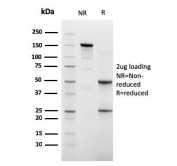 SDS-PAGE analysis of purified, BSA-free CDH16 antibody as confirmation of integrity and purity.