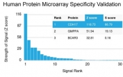 Analysis of HuProt(TM) microarray containing more than 19,000 full-length human proteins using Cadherin 17 antibody (clone CDH17/2616). These results demonstrate the foremost specificity of the CDH17/2616 mAb. Z- and S- score: The Z-score represents the strength of a signal that an antibody (in combination with a fluorescently-tagged anti-IgG secondary Ab) produces when binding to a particular protein on the HuProt(TM) array. Z-scores are described in units of standard deviations (SD's) above the mean value of all signals generated on that array. If the targets on the HuProt(TM) are arranged in descending order of the Z-score, the S-score is the difference (also in units of SD's) between the Z-scores. The S-score therefore represents the relative target specificity of an Ab to its intended target.