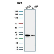 Cdk2 Antibody HEK293T and K-562 WB. Western blot analysis of Cyclin-dependent kinase 2 (Cdk2) expression in cell lysates using Cdk2 antibody clone AN21.2. Lane 1: HEK293T cell lysate, Lane 2: K-562 cell lysate. A band is detected at approximately 33â34 kDa, consistent with the predicted molecular weight of Cdk2, a key regulator of cell cycle progression. Signal is observed in both cell lines, aligning with the known expression of Cdk2 in proliferating cells.
