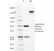 SDS-PAGE analysis of purified, BSA-free CDK2 antibody (clone AN4.3) as confirmation of integrity and purity.