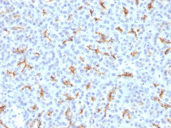 IHC testing of FFPE human pancreas with CFTR antibody. Staining of FFPE tissue is enhanced by boiling tissue sections in 10mM Tris with 1mM EDTA, pH9 for 10-20 min followed by cooling at RT for 20 min.