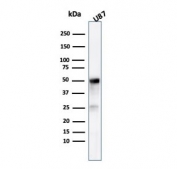 Western blot testing of human U-87 cel lysate with TUBB3 antibody (clone TUBB3/3731). Predicted molecular weight: ~50 kDa.