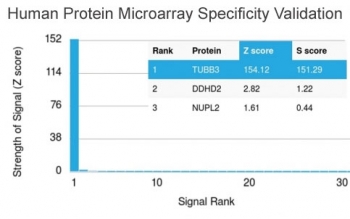 Analysis of HuProt(TM) microarray containing more than 19,000 full-length human proteins using TUBB3 antibody (clone TUBB3/3731). These results demonstrate the foremost specificity of the TUBB3/3731 mAb.<BR>Z- and S- score: The Z-score represents the strength of a signal that an antibody (in combination with a fluorescently-tagged anti-IgG secondary Ab) produces when binding to a particular protein on the HuProt(TM) array. Z-scores are described in units of standard deviations (SD's) above the mean value of all signals generated on that array. If the targets on the HuProt(TM) are arranged in descending order of the Z-score, the S-score is the difference (also in units of SD's) between the Z-scores. The S-score therefore represents the relative target specificity of an Ab to its intended target.