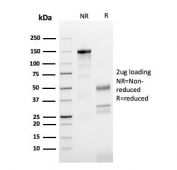 SDS-PAGE analysis of purified, BSA-free TUBB3 antibody (clone TUBB3/3731) as confirmation of integrity and purity.